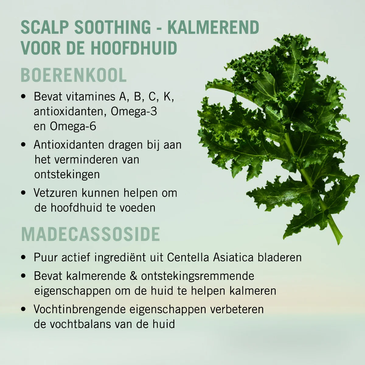 Productafbeelding 3